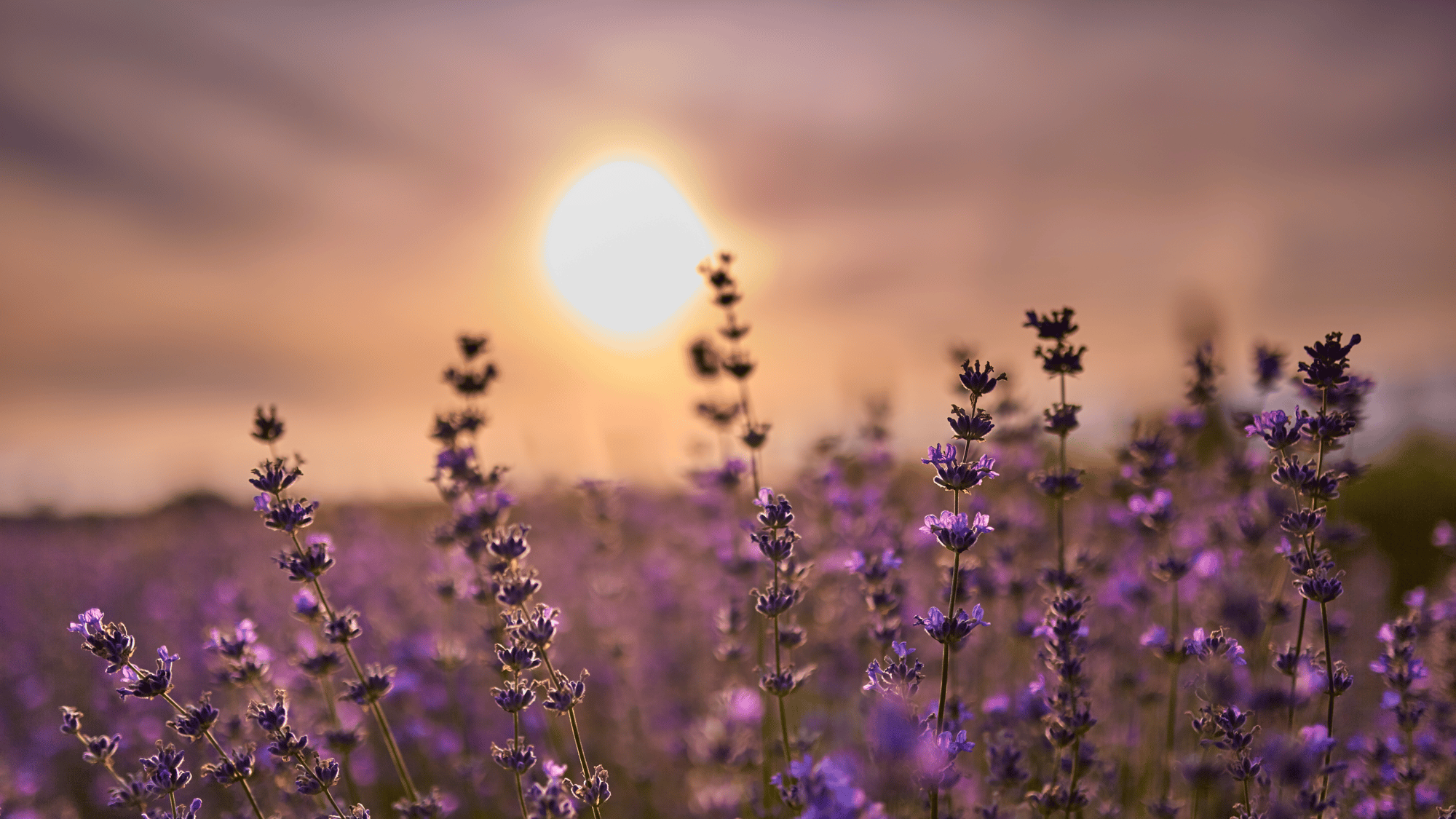 Lavender flowers in bloom at sunset with soft golden light in the background